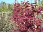 Acer palmatum orange dream Acer palmatum orange dream
