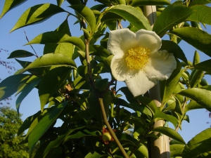 Stewartia sinensis Stewartia sinensis