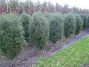 Frangula alnus Fine Line Frangula alnus Fine Line