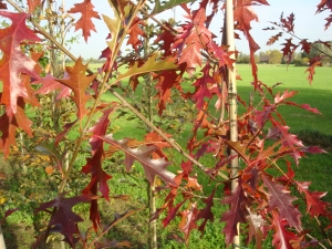 Quercus ithaburensis Hemelrijk Quercus ithaburensis Hemelrijk