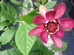 Calycanthus Aphrodite Calycanthus Aphrodite