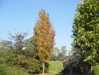 Ginkgo baum wachstum