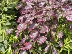 Fagus sylvatica Purpurea Tricolor