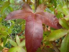 Ginkgo baum wachstum Ginkgo baum wachstum
