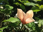 Magnolia Flamingo