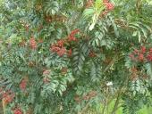 Sorbus amabilis