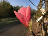 Magnolia Rose Marie
