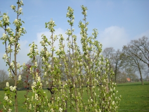 Amelanchier alnifolia Obelisk Amelanchier alnifolia Obelisk