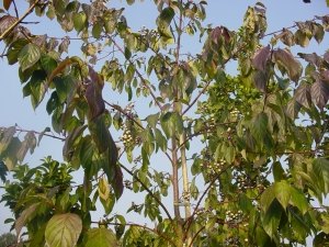 Cornus amomum Cornus amomum