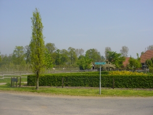 Cornus mas (haagvorm) Cornus mas (haagvorm)