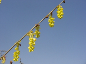 Corylopsis glabrescens Lemon Drop Corylopsis glabrescens Lemon Drop