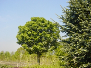 Crataegus monogyna Compacta Crataegus monogyna Compacta