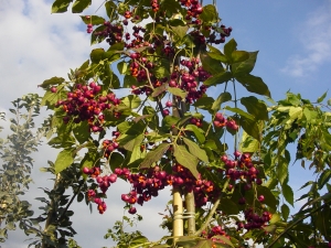 Euonymus planipes Euonymus planipes
