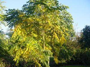 Gymnocladus dioica Gymnocladus dioica