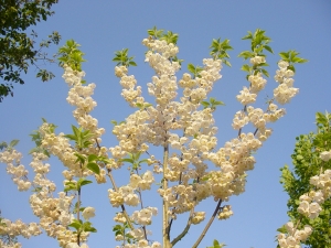 Halesia monticola var. vestita Halesia monticola var. vestita