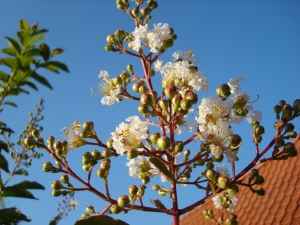 Lagerstroemia Natchez