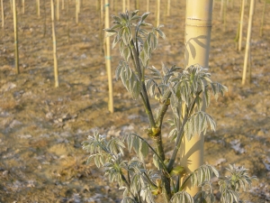 Maackia amurensis Maackia amurensis