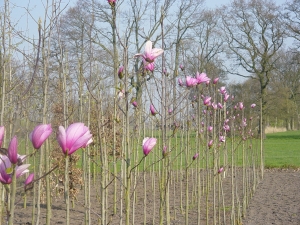 Magnolia Galaxy Magnolia Galaxy