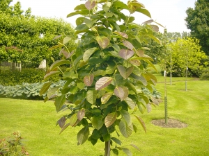 Magnolia Goldstar Magnolia Goldstar