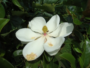 Magnolia grandiflora Goliath