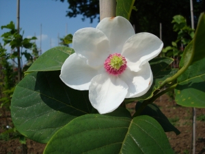 Magnolia sieboldii Magnolia sieboldii