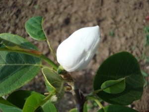Magnolia sieboldii Magnolia sieboldii