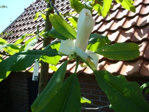 Magnolia tripetala Magnolia tripetala