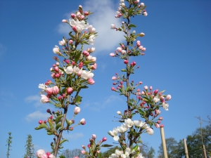 Malus Adirondack Malus Adirondack