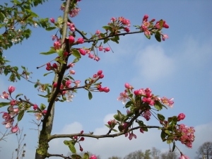 Malus Floribunda Malus Floribunda