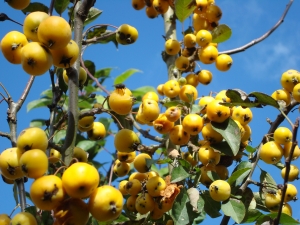 Malus Golden Hornet Malus Golden Hornet