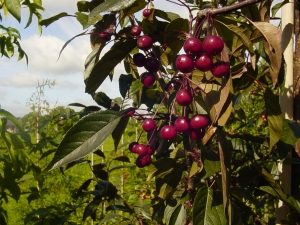 Malus Paul Hauber Malus Paul Hauber
