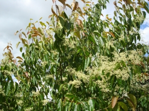 Poliothyrsis sinensis Poliothyrsis sinensis