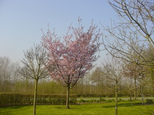 Prunus sargentii Rancho