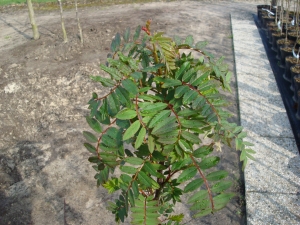 Sorbus cashmiriana Sorbus cashmiriana