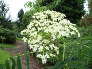 Sorbus Dodong