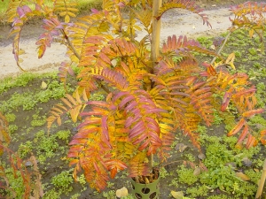 Sorbus scalaris Sorbus scalaris