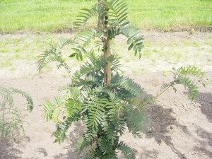 Sorbus scalaris Sorbus scalaris