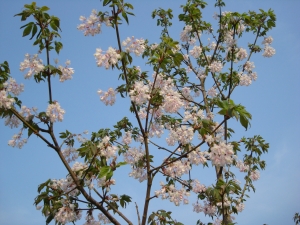 Staphylea holocarpa Rosea Staphylea holocarpa Rosea