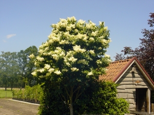 Syringa reticulata Ivory Silk Syringa reticulata Ivory Silk