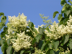 Syringa reticulata Ivory Silk Syringa reticulata Ivory Silk