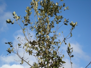 Quercus ilex Quercus ilex