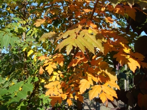 Koelreuteria paniculata Koelreuteria paniculata