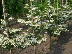 Viburnum plicatum Watanabe Viburnum plicatum Watanabe