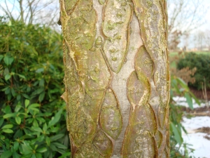 Maackia amurensis Maackia amurensis