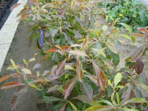Franklinia alatamaha Franklinia alatamaha