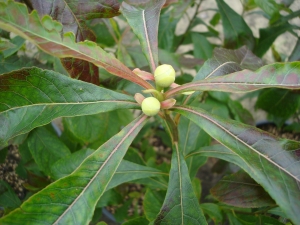 Franklinia alatamaha Franklinia alatamaha