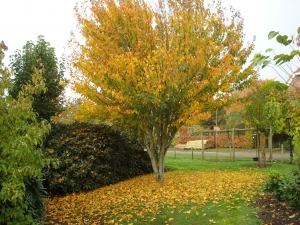 Acer davidii Acer davidii