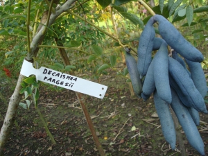 Decaisnea fargesii Decaisnea fargesii