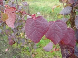 Disanthus cercidifolius Disanthus cercidifolius