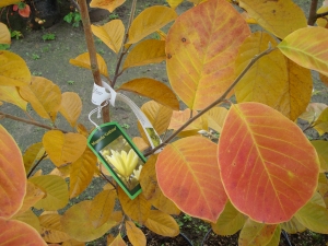 Magnolia Goldstar Magnolia Goldstar